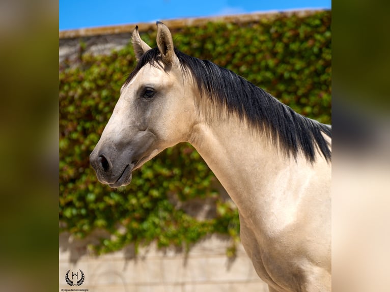 Lusitano Stallone 2 Anni 155 cm Falbo in Navalperal De Pinares