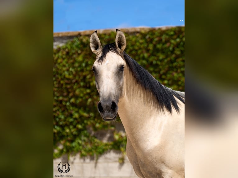 Lusitano Stallone 2 Anni 155 cm Falbo in Navalperal De Pinares