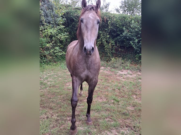 Lusitano Stallone 2 Anni 155 cm Grigio in Poligono Industrial A Tomada