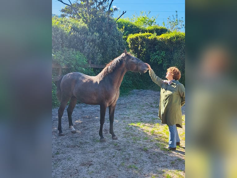 Lusitano Stallone 2 Anni 155 cm Grigio in Poligono Industrial A Tomada