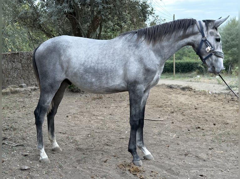 Lusitano Stallone 2 Anni 155 cm Grigio in Cabanas de Viriato