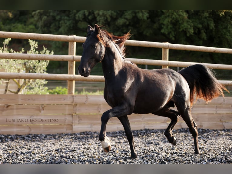 Lusitano Mix Stallone 2 Anni 155 cm Morello in Générac