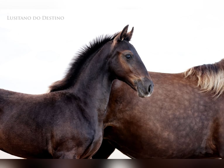 Lusitano Mix Stallone 2 Anni 155 cm Morello in Générac