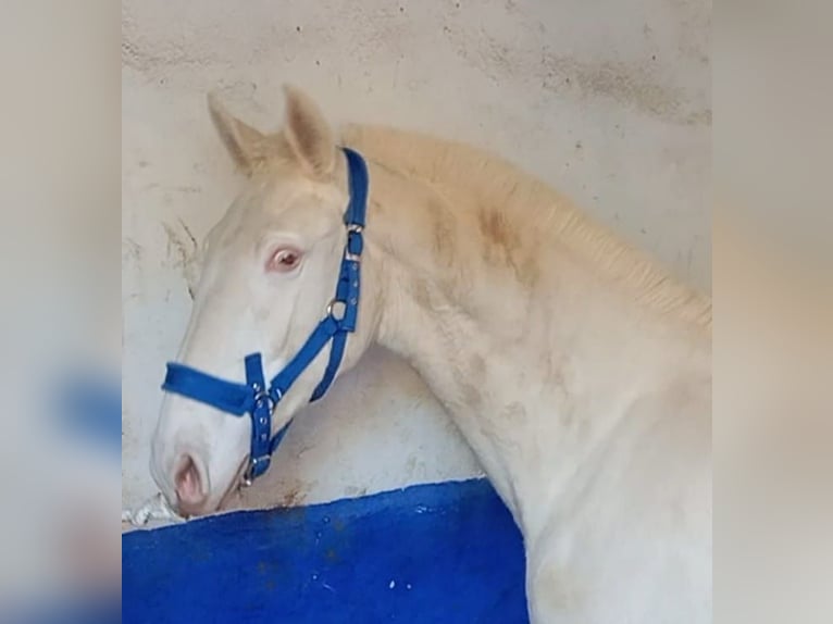 Lusitano Stallone 2 Anni 155 cm Perlino in Facinas