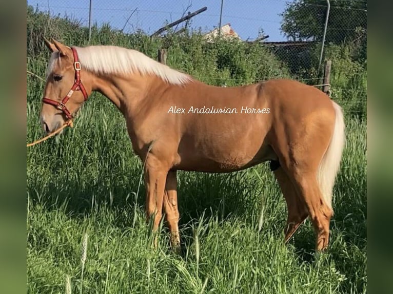 Lusitano Stallone 2 Anni 156 cm Palomino in Sevilla