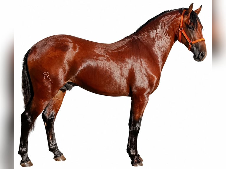 Lusitano Stallone 2 Anni 158 cm Baio in Alcala Del Vallevalle