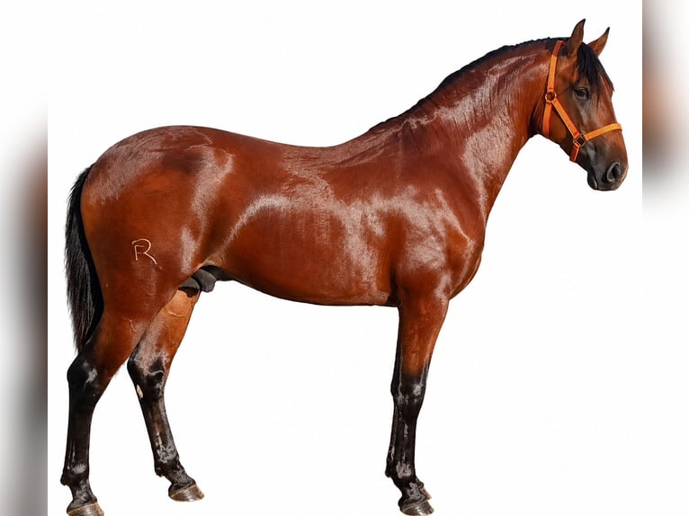 Lusitano Stallone 2 Anni 158 cm Baio in Alcala Del Vallevalle