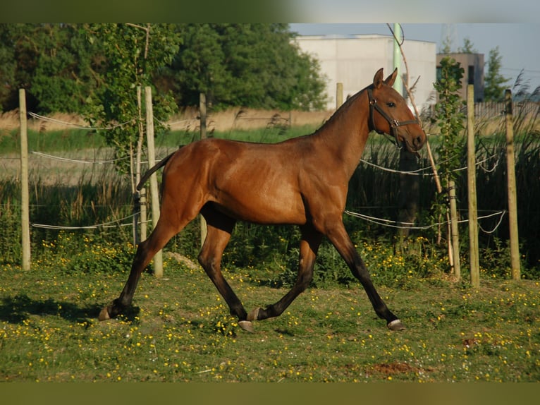 Lusitano Stallone 2 Anni 160 cm Baio in Bredene