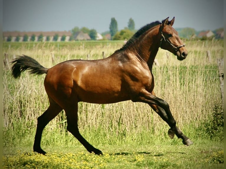 Lusitano Stallone 2 Anni 160 cm Baio in Bredene