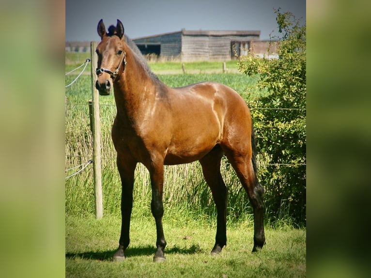 Lusitano Stallone 2 Anni 160 cm Baio in Bredene