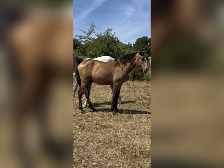 Lusitano Stallone 2 Anni 160 cm Pelle di daino in Herborn
