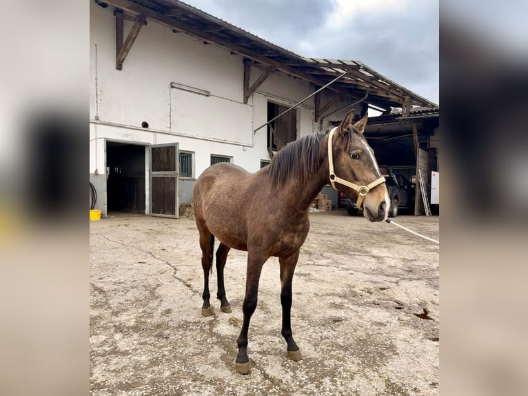 Lusitano Stallone 2 Anni 160 cm Pelle di daino in Herborn