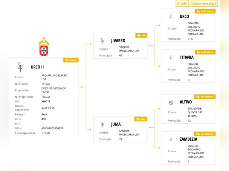 Lusitano Stallone 2 Anni 161 cm Falbo in Bedburg