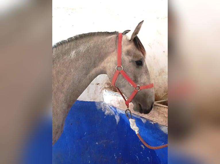 Lusitano Stallone 2 Anni 161 cm Grigio in Las Piñas