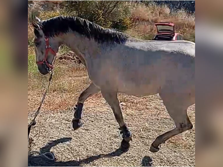 Lusitano Stallone 2 Anni 161 cm Grigio in Las Piñas