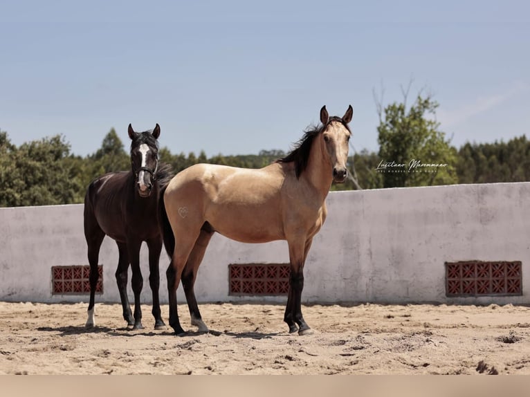 Lusitano Stallone 2 Anni 161 cm Pelle di daino in Rio Maior