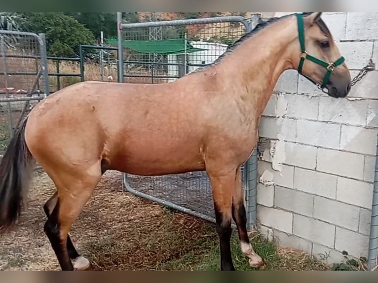 Lusitano Stallone 2 Anni 162 cm Falbo in Alcala Del Valle