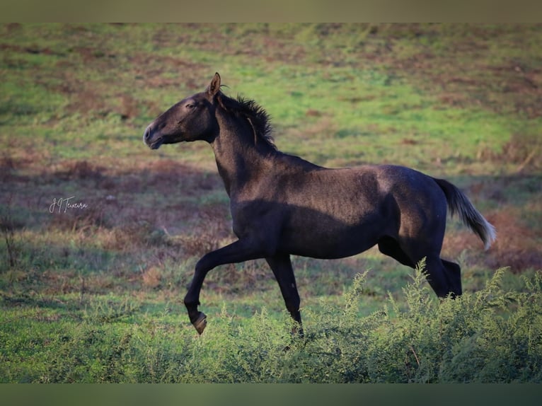 Lusitano Stallone 2 Anni 162 cm Grigio in Rio-Maior