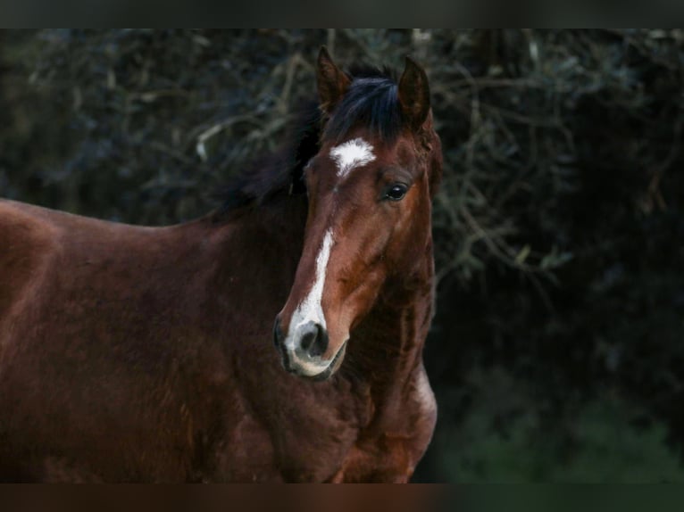 Lusitano Stallone 2 Anni 163 cm Baio in Rio Maior