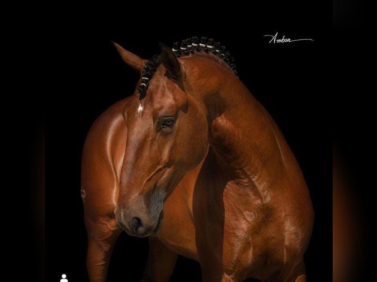 Lusitano Stallone 2 Anni 163 cm Baio ciliegia in Stockton