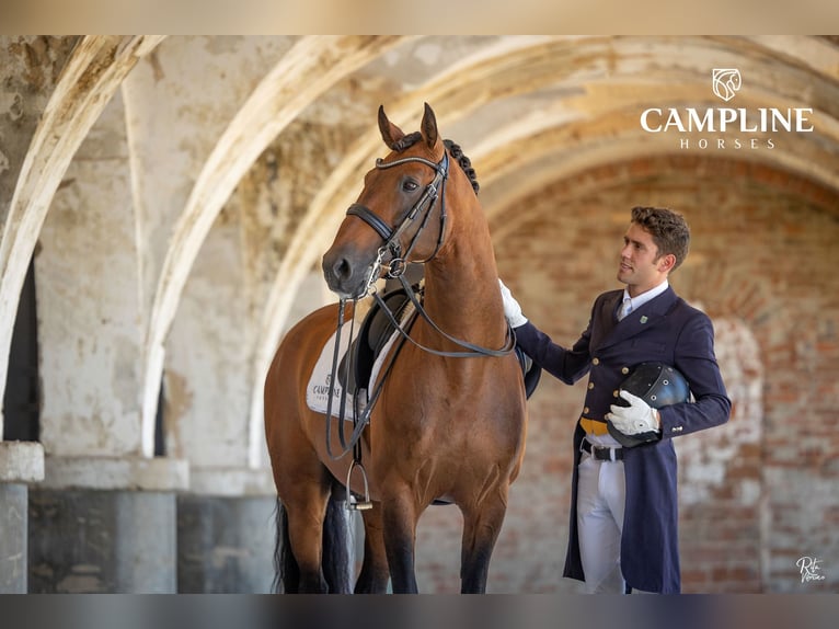 Lusitano Stallone 2 Anni 163 cm Baio ciliegia in Stockton