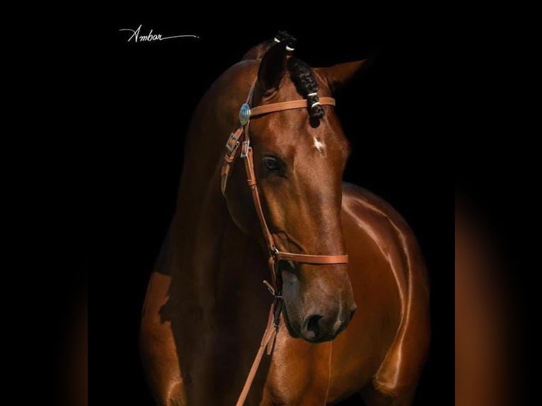 Lusitano Stallone 2 Anni 163 cm Baio ciliegia in Stockton