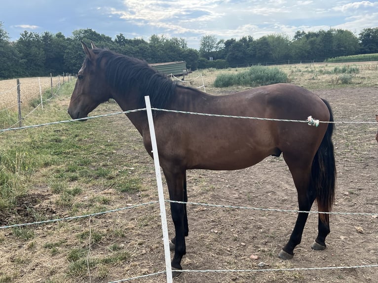 Lusitano Mix Stallone 2 Anni 163 cm Baio nero in Filderstadt