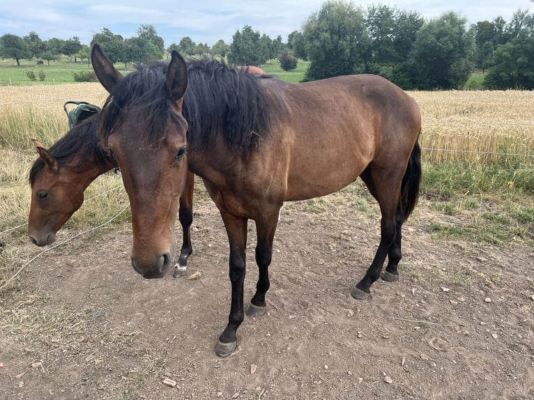 Lusitano Mix Stallone 2 Anni 163 cm Baio nero in Filderstadt