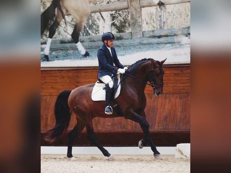 Lusitano Stallone 2 Anni 163 cm Grigio in Las Piñas