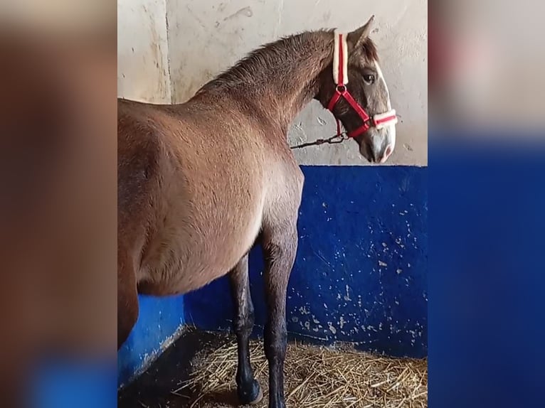 Lusitano Stallone 2 Anni 163 cm Grigio in Las Piñas