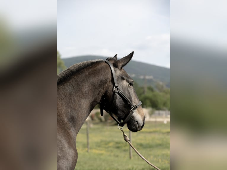 Lusitano Stallone 2 Anni 163 cm Grigio in GROSPIERRES
