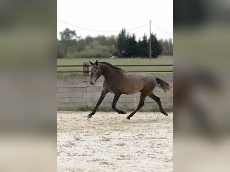 Lusitano Stallone 2 Anni 163 cm Grigio in GROSPIERRES