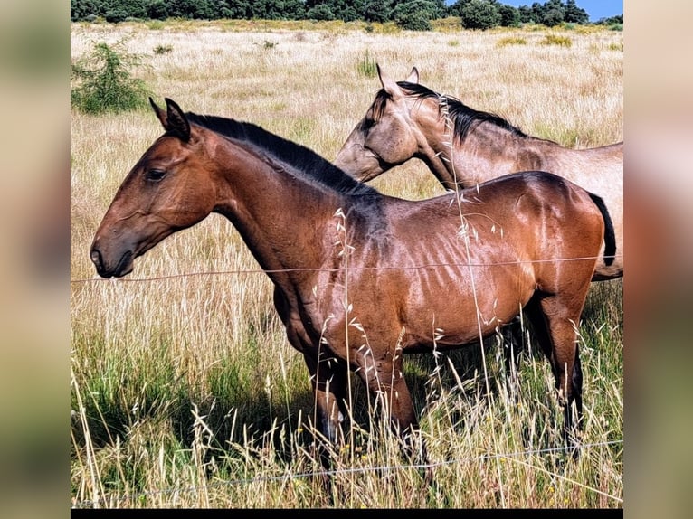 Lusitano Stallone 2 Anni 164 cm Baio in Hagen im Bremischen