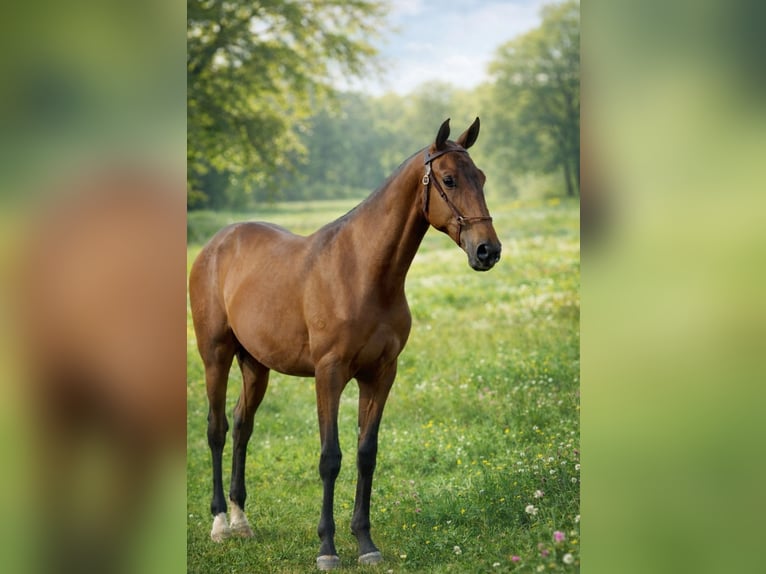 Lusitano Stallone 2 Anni 164 cm Baio in Idanha-A-Nova