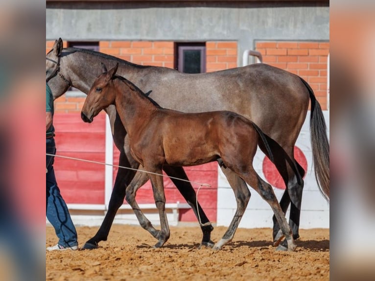 Lusitano Stallone 2 Anni 164 cm Baio in Idanha-A-Nova