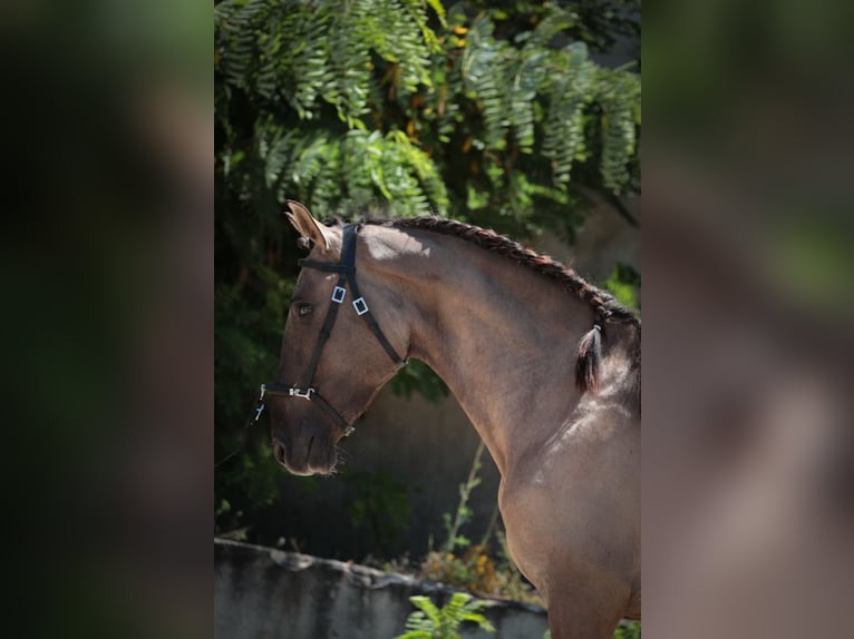Lusitano Stallone 2 Anni 164 cm Grullo in Rio Maior