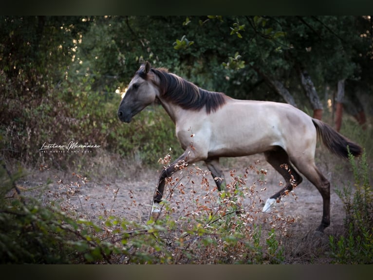 Lusitano Stallone 2 Anni 164 cm Grullo in Rio Maior