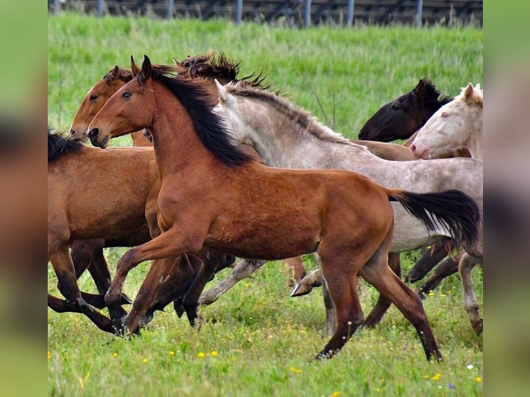 Lusitano Stallone 2 Anni 165 cm Baio ciliegia in Beja