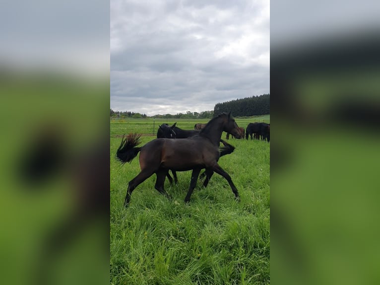 Lusitano Stallone 2 Anni 165 cm Baio nero in Lahntal