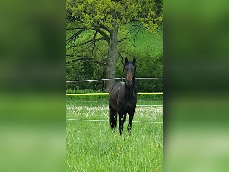 Lusitano Stallone 2 Anni 165 cm Baio nero in Lahntal