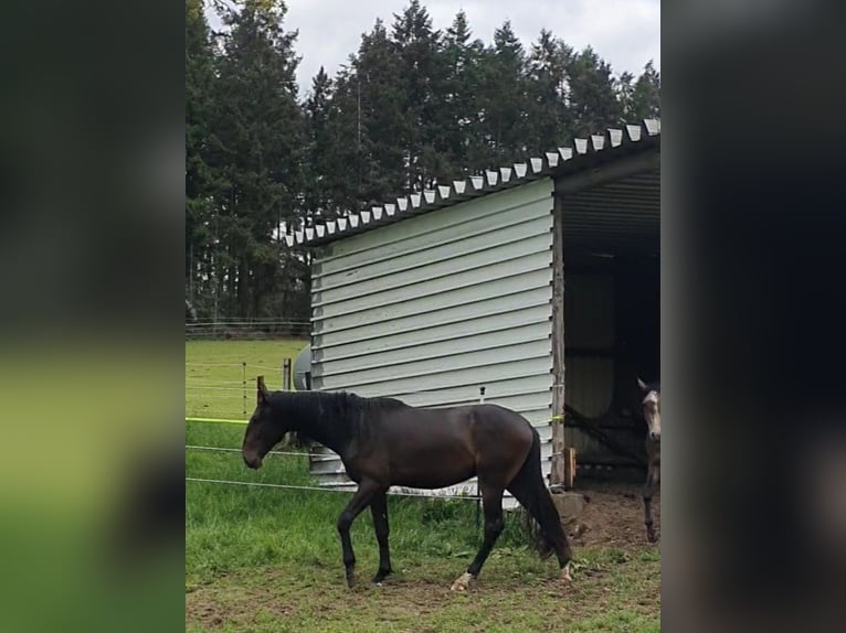 Lusitano Stallone 2 Anni 165 cm Baio nero in Lahntal