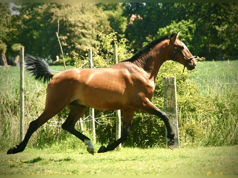 Lusitano Stallone 2 Anni 165 cm Baio in Bredene