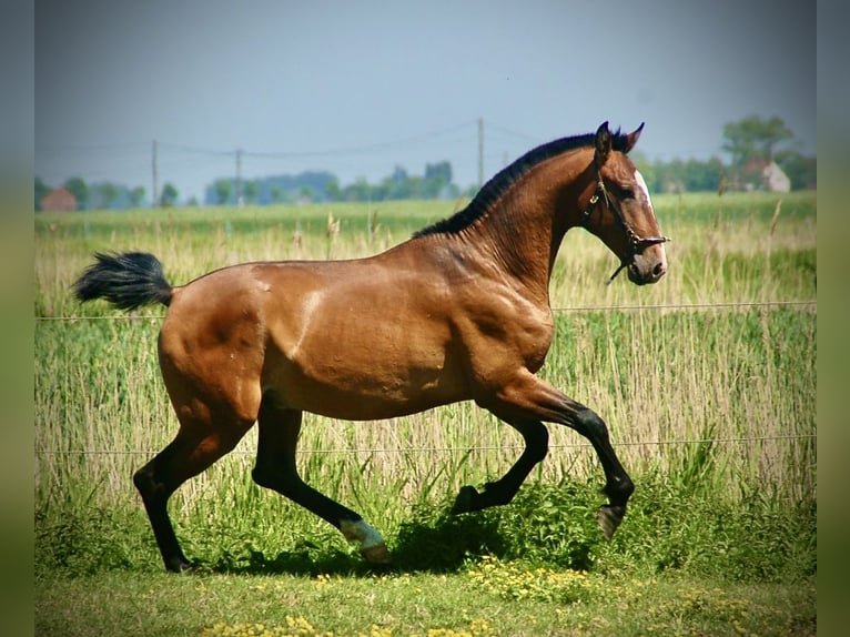 Lusitano Stallone 2 Anni 165 cm Baio in Bredene