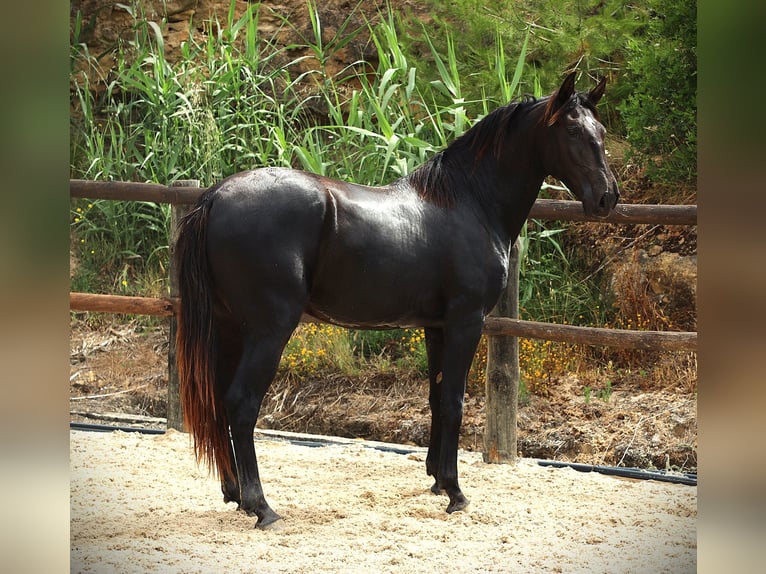 Lusitano Stallone 2 Anni 165 cm Morello in Ribamar