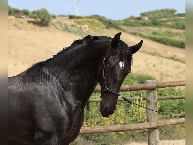 Lusitano Stallone 2 Anni 165 cm Morello in Ribamar