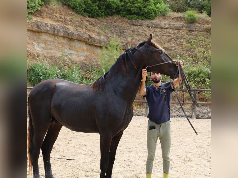 Lusitano Stallone 2 Anni 165 cm Morello in Ribamar