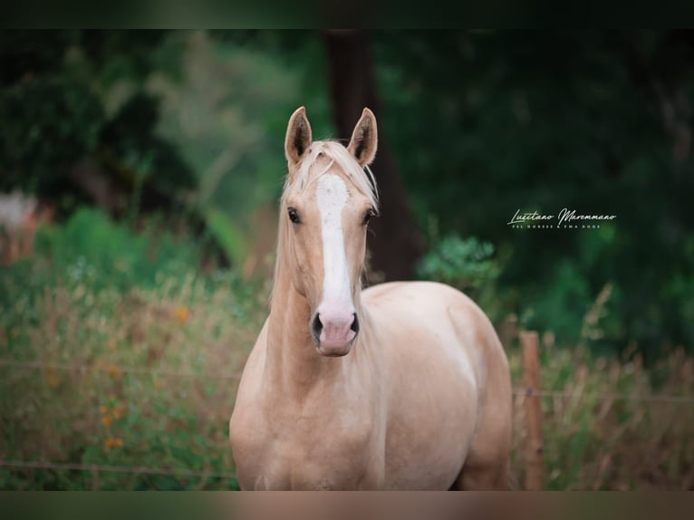Lusitano Stallone 2 Anni 165 cm Palomino in Rio Maior