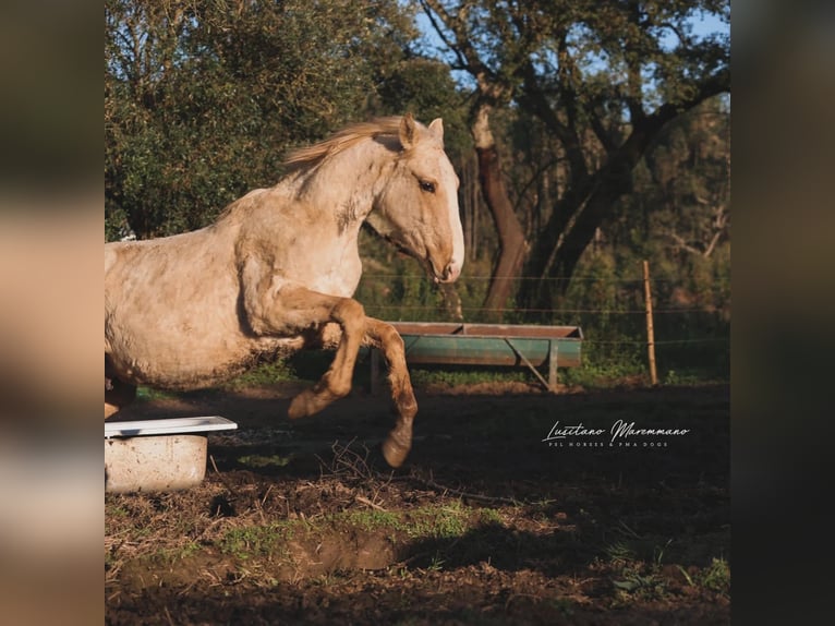 Lusitano Stallone 2 Anni 165 cm Palomino in Rio Maior
