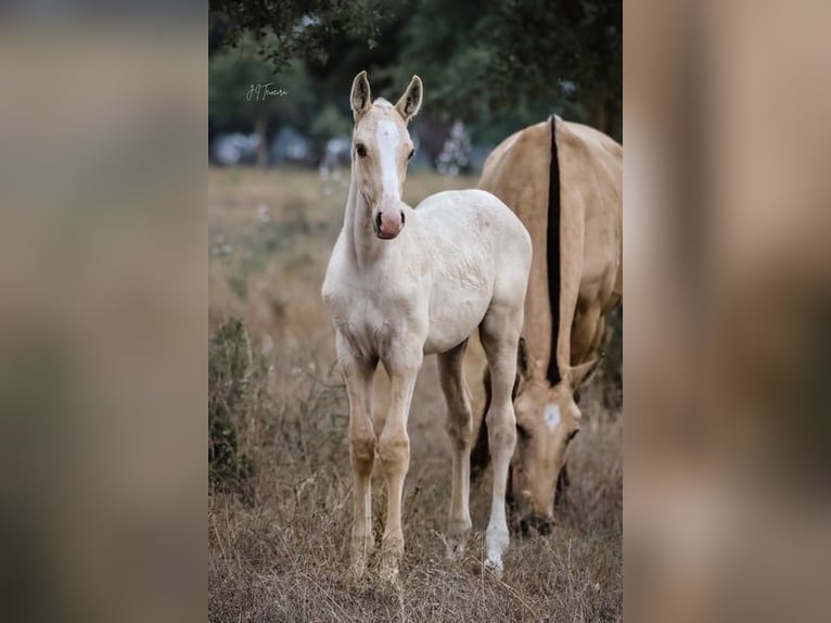 Lusitano Stallone 2 Anni 165 cm Palomino in Rio Maior