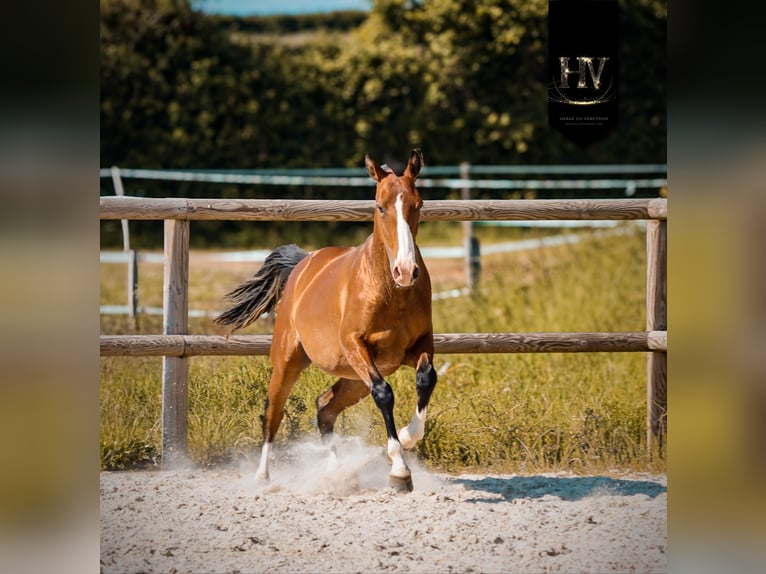 Lusitano Stallone 2 Anni Baio in Grury